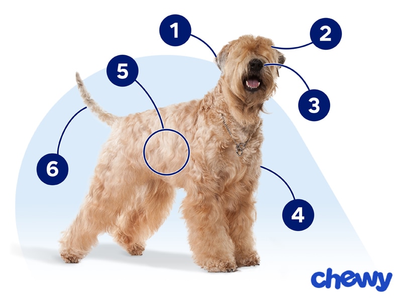 Photo of a Soft Coated Wheaten Terrier