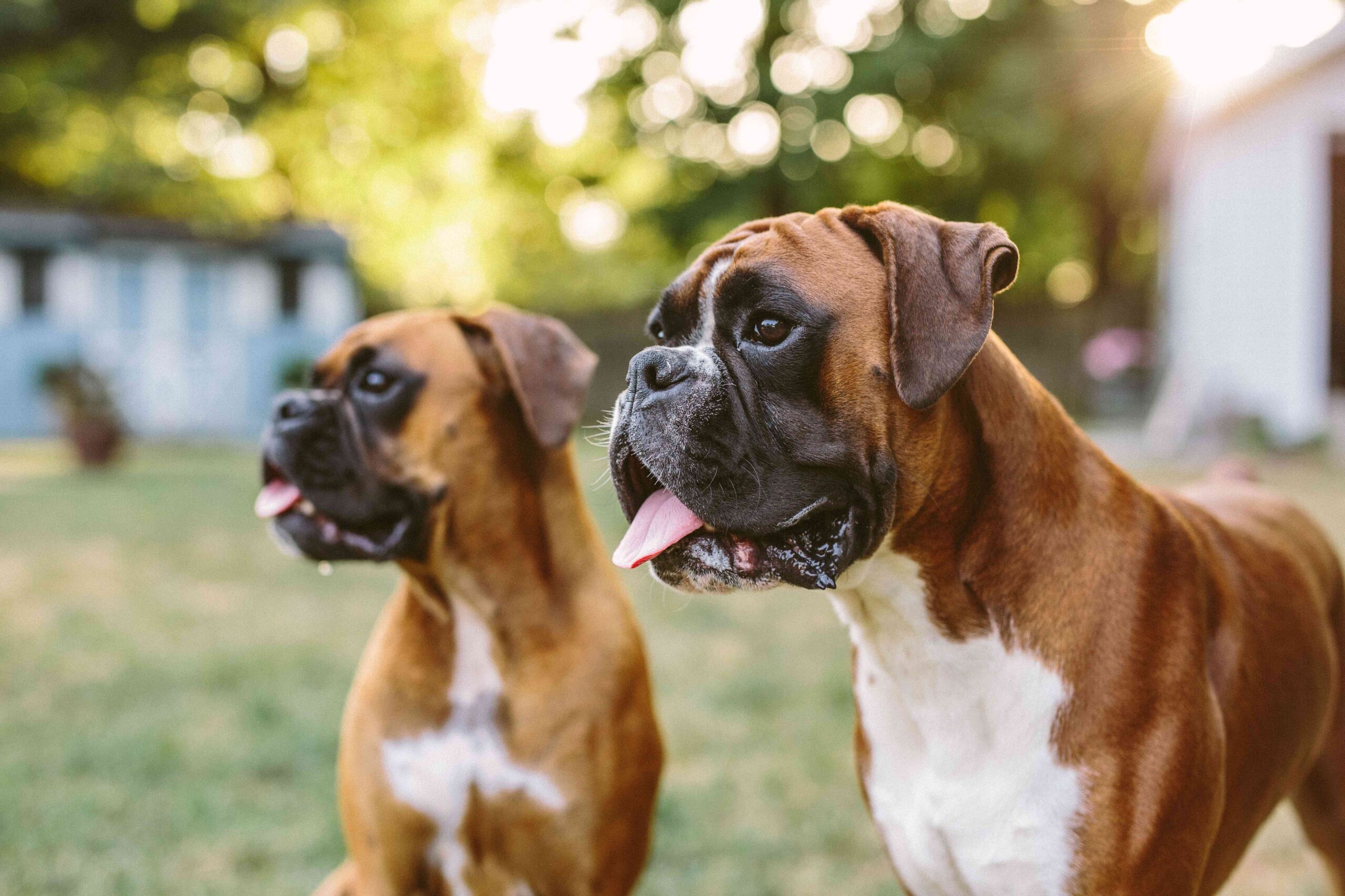 two boxer dogs standing outside
