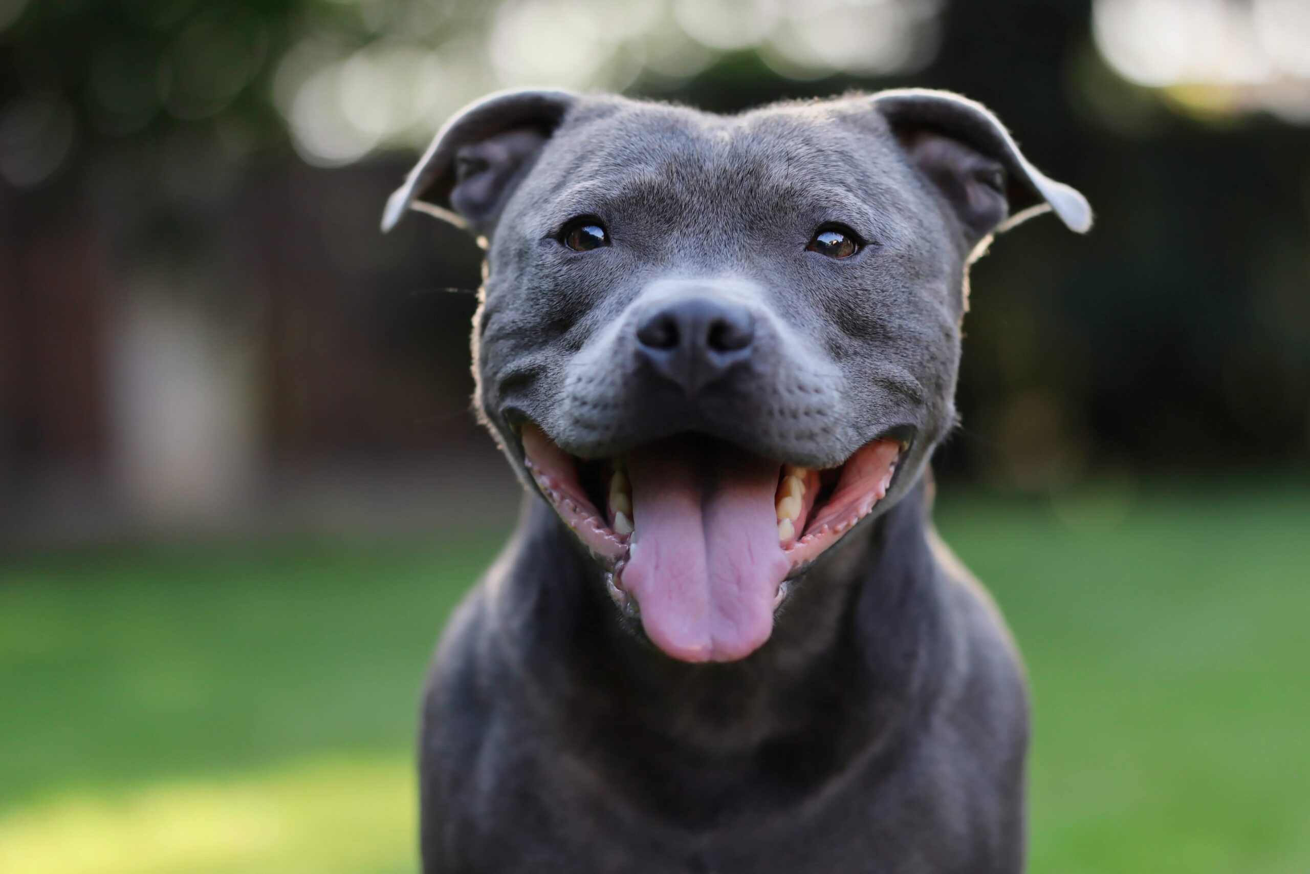 gray staffordshire bull terrier close-up smiling
