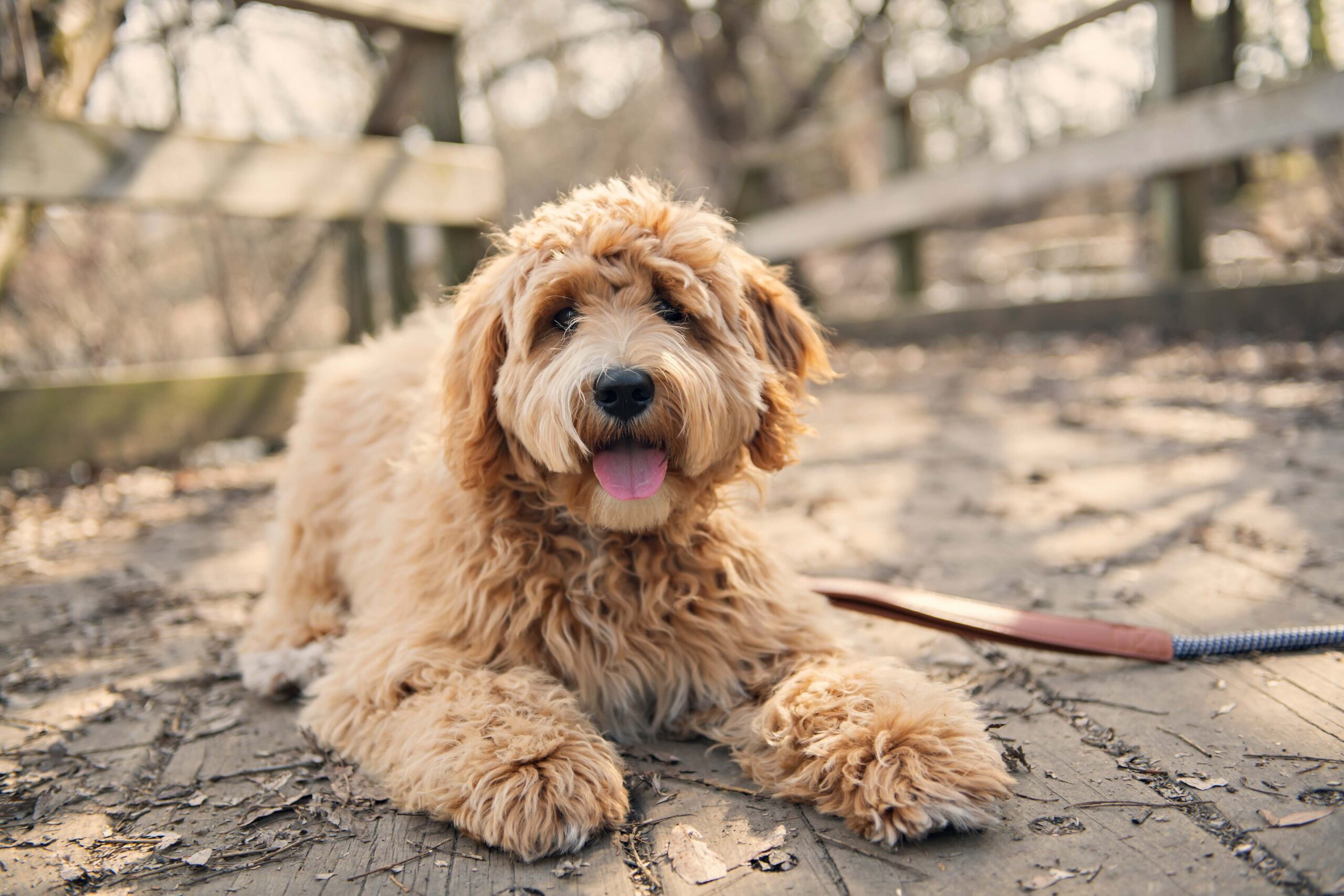 goldendoodle lying down on a wooden deck outside 