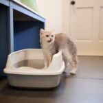 Clumping vs. Non-Clumping Litter: Which Is Best for Your Cat?