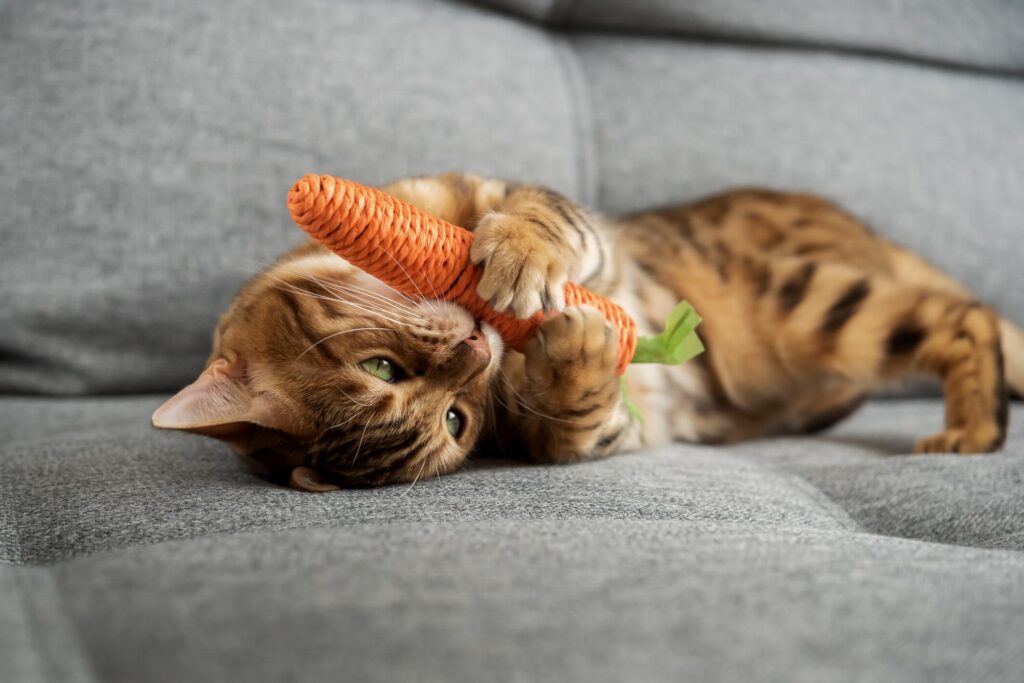 A Bengal cat lying on a couch and biting a carrot-shaped catnip toy. Learn if cats can be vegan or vegetarians here.