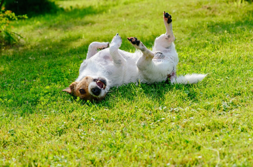 allergies in dogs; a dog scratches his back on the grass. Scratching is a common symptom of allergies in dogs.