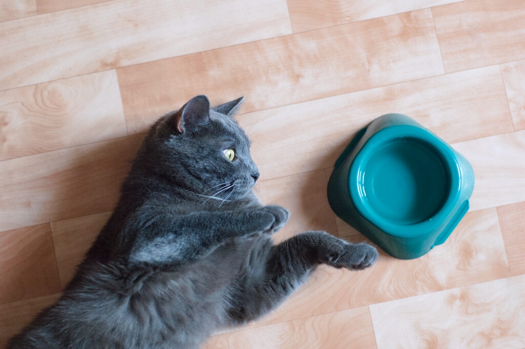 cat not drinking water; a cat beside a water bowl.