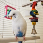 Best Toys for Pet Birds