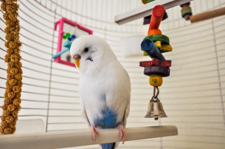 Bird in cage surrounded by toys