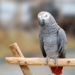 African Grey Care Sheet