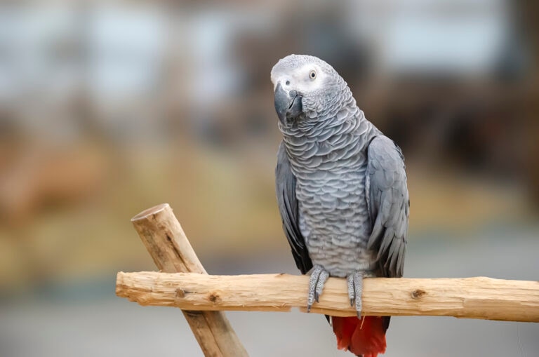 African Grey parrot perched on a branch