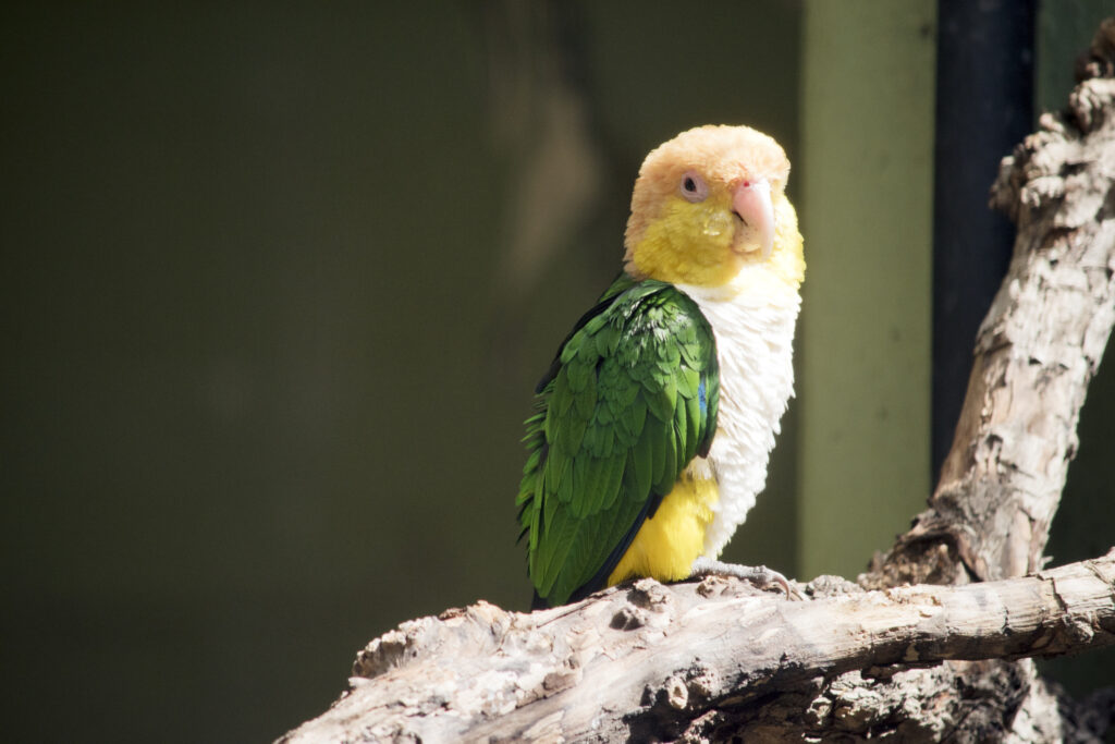 white-bellied caique sitting on a branch