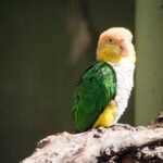 Caique Care Sheet