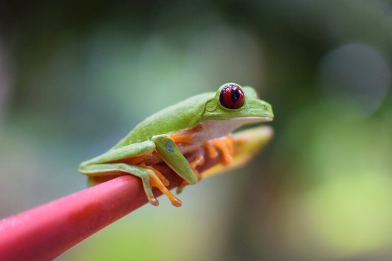 red-eyed tree frog sitting on a branch