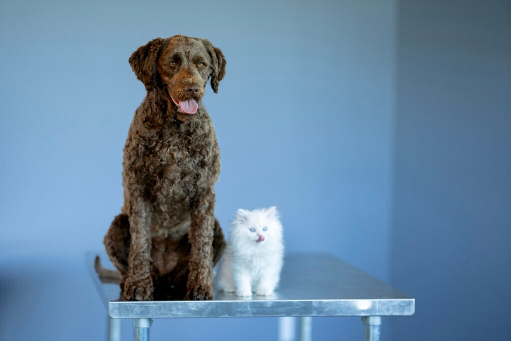 fho surgery dog; a dog and cat sit on a veterinary exam table.