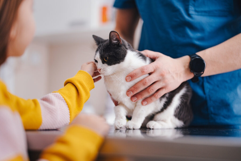 can cats get kennel cough; a cat is examined by a veterinarian.