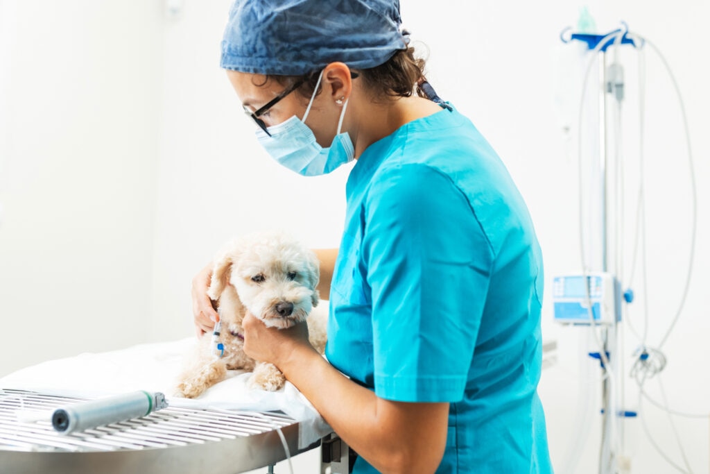 dog blood transfusions; a vet comforts a dog who is getting a blood transfusion.
