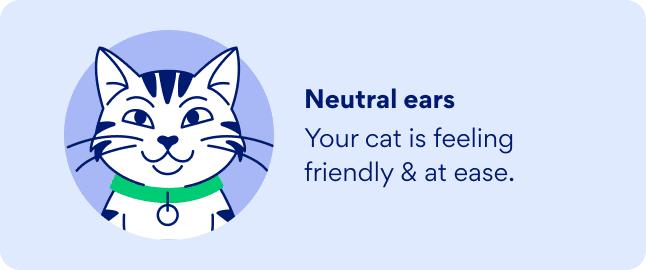 neutral cat ears graphic