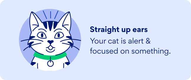 Graphic of a cat with straight up ears