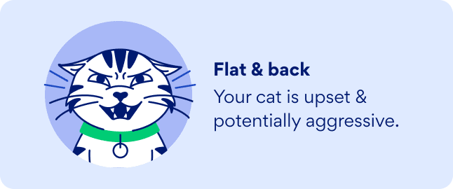 graphic of a cat with ears flat back