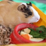 Vitamin C Deficiency in Guinea Pigs: What It Is and How To Prevent It