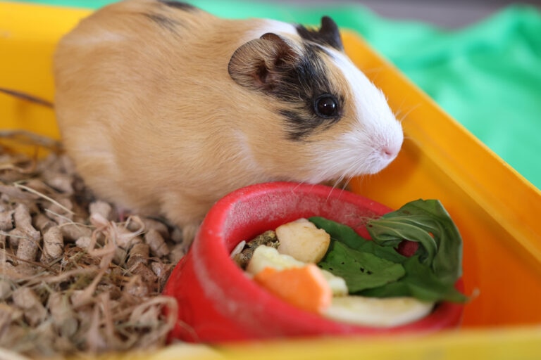 vitamin c deficiency in guinea pigs; a guinea pig stands over his bowl.
