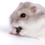 Can Hamsters Eat Blueberries?