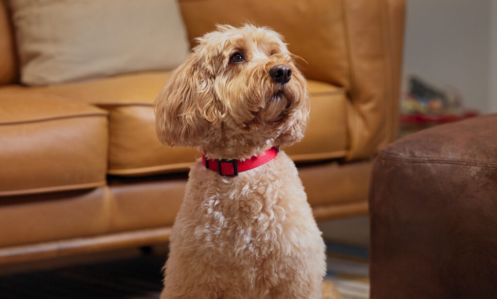A Goldendoodle with a red collar sits at home.