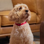 Lymphoma in Dogs: Signs, Symptoms, and Treatment