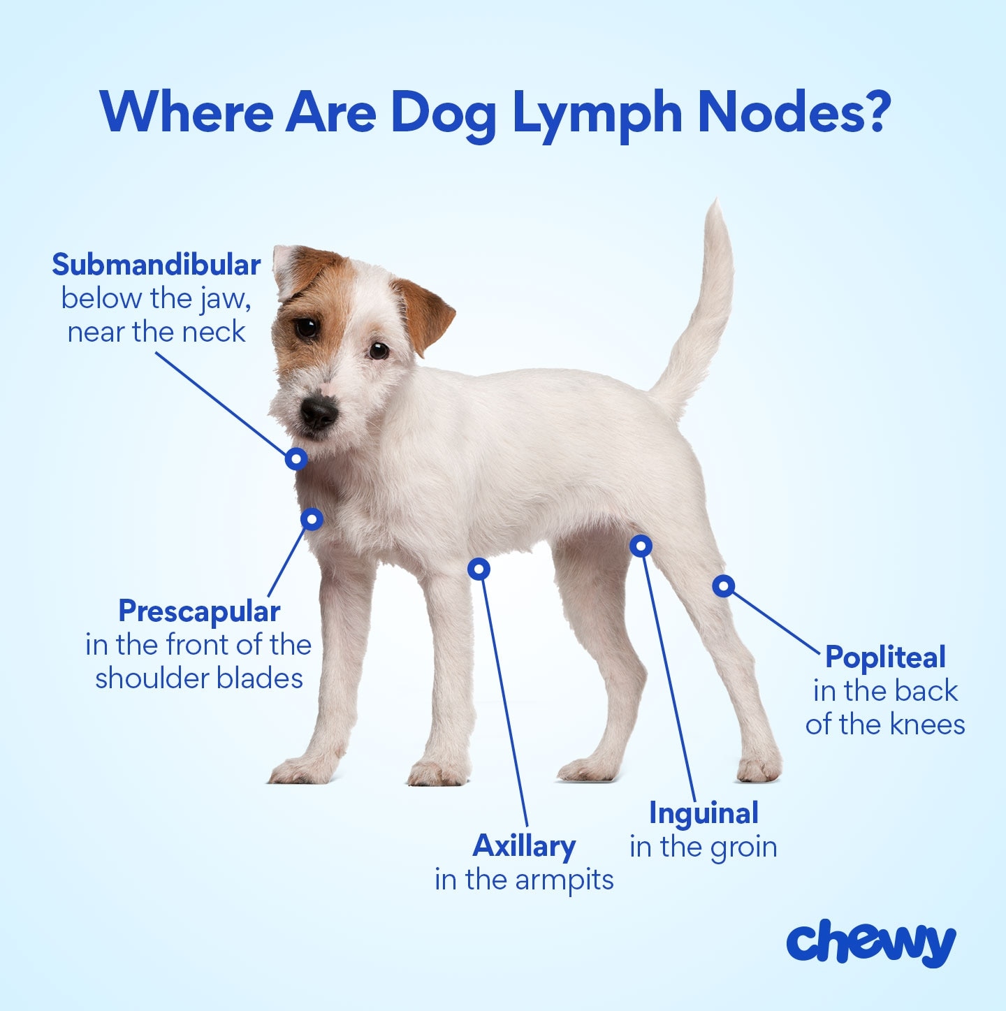 lymph nodes in dogs