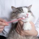 Cat Teeth Cleaning: A Complete Guide to Cat Dental Care