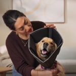 How To Pick a Dog Cone for Your Pup