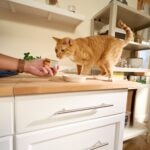 Wet vs. Dry Cat Food: What’s the Difference?