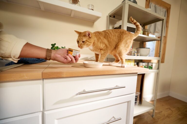 A ginger cat on a counter sniffs at a can of wet food that his pet parent is holding.