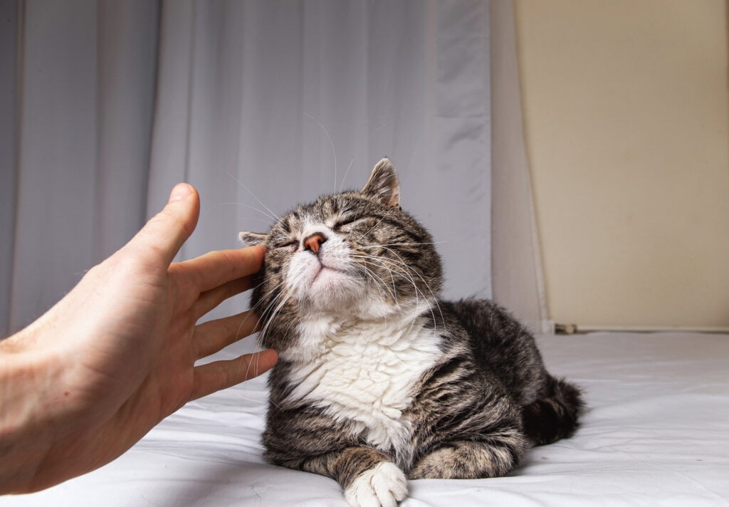 old gray cat lying on bed while being massaged by human hand.