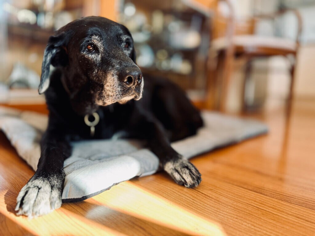 an old black senior dog lying on a wood floor.
