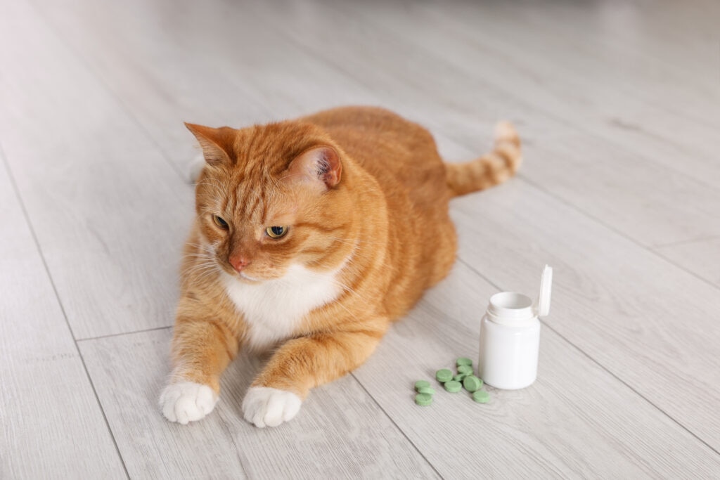 Herbal supplements should only be given to cats with your veterinarian’s supervision.