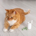 Herbal Supplements for Cats: How To Choose Safe Options