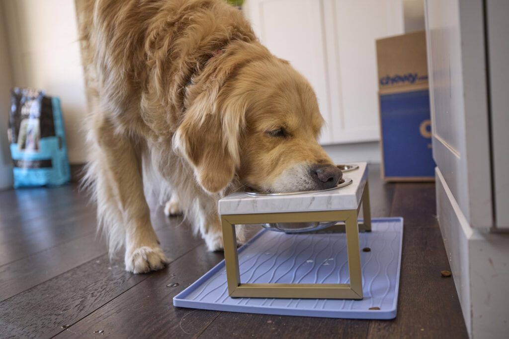happy dog eating out of food bowl