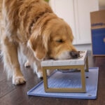 Pet Food Ingredient Glossary