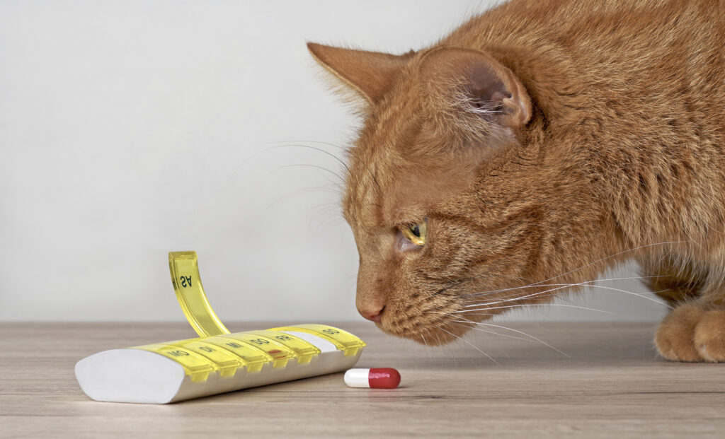 Talk to your vet about whether your cat would benefit from added supplements and vitamins.