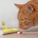 Should I Give My Cat Vitamins and Supplements?