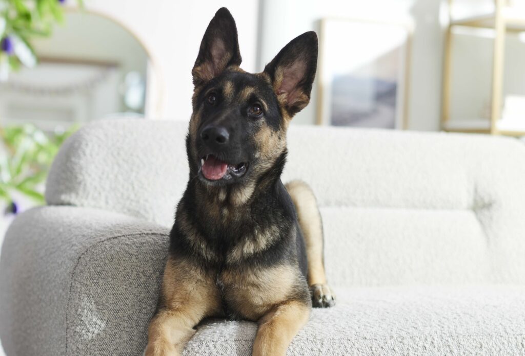 german shepherd puppy on gray couch