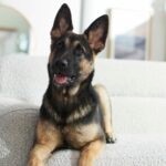 Vestibular Disease in Dogs: Signs, Causes, and Treatment