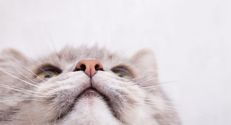 Your cat’s nose may be a little wetter or a little drier throughout the day. You should only start to worry if there are other symptoms along with an abnormally wet or dry nose.