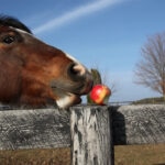 Can Horses Eat Apples?