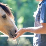 Can Horses Eat Celery?