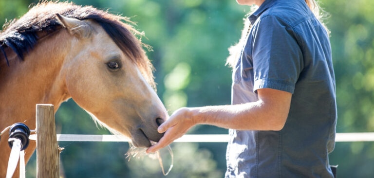 A young horse takes food from a person’s hand.