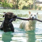 Why Do Dogs Like To Carry Sticks? Is This Normal?