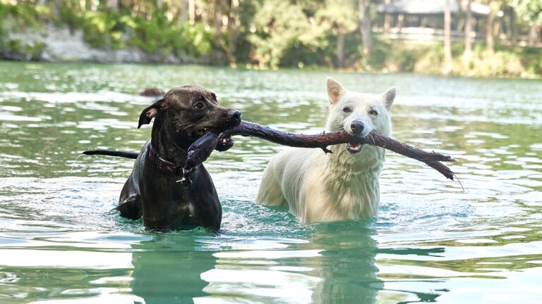 why do dogs like to carry sticks: dog carrying stick