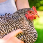 Backyard Chickens Care Sheet