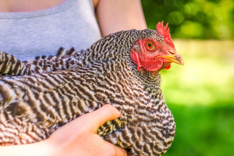 close up on person holding a chicken