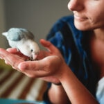 Best Pet Birds for Beginners: Friendly, Easy Birds for First-Time Owners